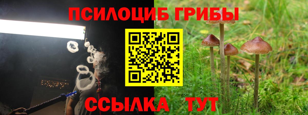 Видное  купить закладку  Вход с VPN  Псилоцибиновые грибы Cubensis 